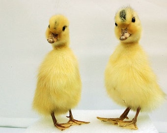 taxidermy of 2 duckling, Real duckling, Christmas gift.