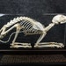Real cat skeletons Free shipping to worldwide
