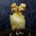 taxidermy of 2 head freak duckling made by 2 ducklings