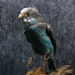 taxidermy of parrot