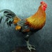 taxidermy of cock