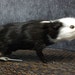 taxidermy of guinea-pig