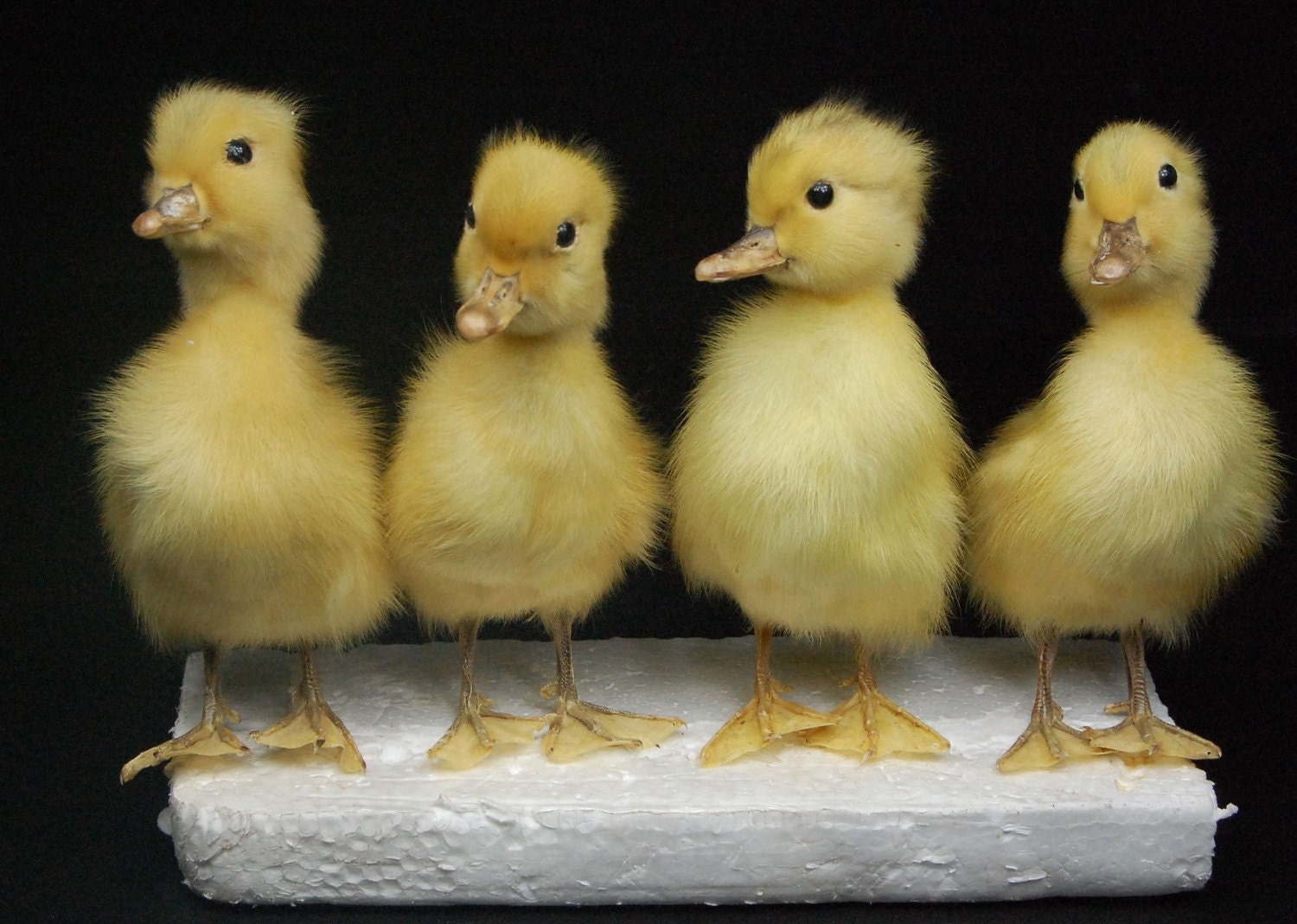 taxidermy of 4 ducklings Real duckling