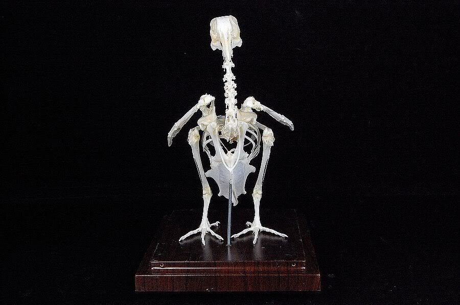 Real pigeon dove skeleton specimen with display case and