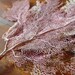 Sea Fan // Vintage Sea Fan Coral // Underwater Lace