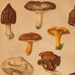 1904 Edible Mushrooms Original Antique Chromolithograph to Frame