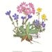 1959 Bavarian Gentian, Clusius Primrose, Alpine Rock-Rose, Alpine Thrift, Globe Flower Vintage Lithograph to Frame