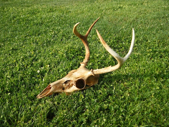 4 point Whitetail deer skull antlers craft by hiddentreasures4u