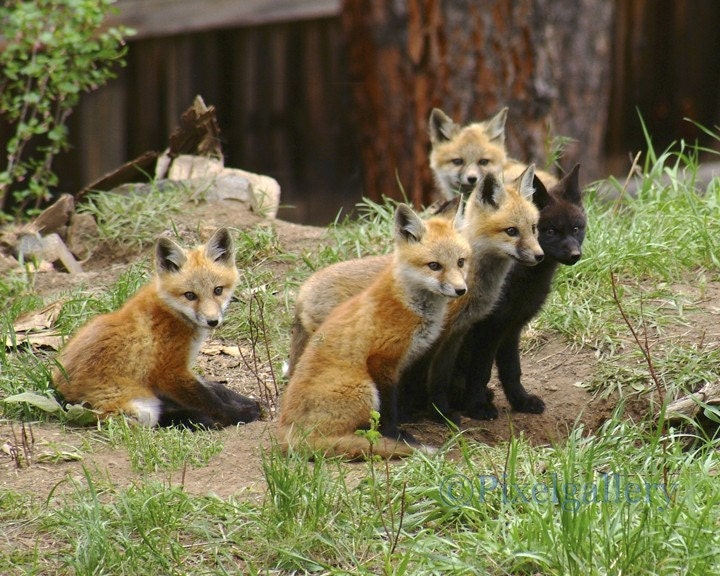  Baby  Fox  Cubs with black  sibling 8x10 Fine Art by PixelGallery