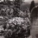 Cemetery Flowers- 1930s Vintage Photograph