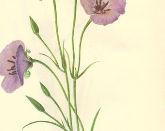 Vintage Botanical Print 1968 Color Print Wild Flowers of America Book PLATE 37 and 38 Lilac Mariposa and Cats Ear Bookplate