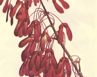 Vintage 1968 Color Print Wild Flowers of America Book PLATE 216 and 217 Carolina Maple and Red Buckeye