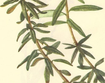 Vintage Botanical Print 1968 Color Print Wild Flowers of America Book PLATE 251 252 Tar Flower and Labrador Tea Green Plant White Flowers