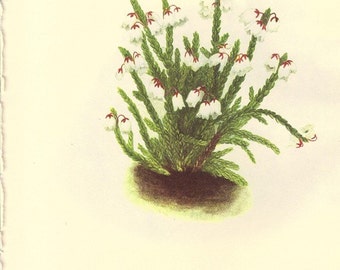 Vintage Botanical Print 1968 Color Print Wild Flowers of America Book PLATE 268 269 Trailing Arbutus Mayflowers and Western Mountain Heather