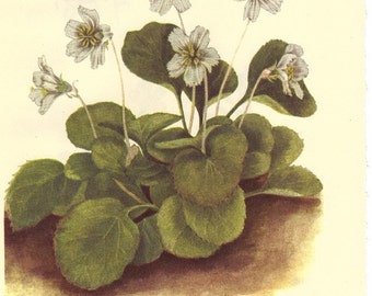 Vintage 1968 Color Print Wild Flowers of America Book PLATE 285 286 287 Oconee Bells and Mountain Cranberry Cowberry