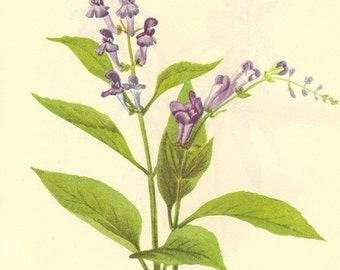 Vintage 1968 Color Print Wild Flowers of America Book PLATE 321 322 Horsemint and Skullcap