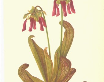 Vintage Botanical Print 1968 Color Print Wild Flowers of America Book PLATE 157 and 158 Cobra Plant and Parrot Pitcher Plant