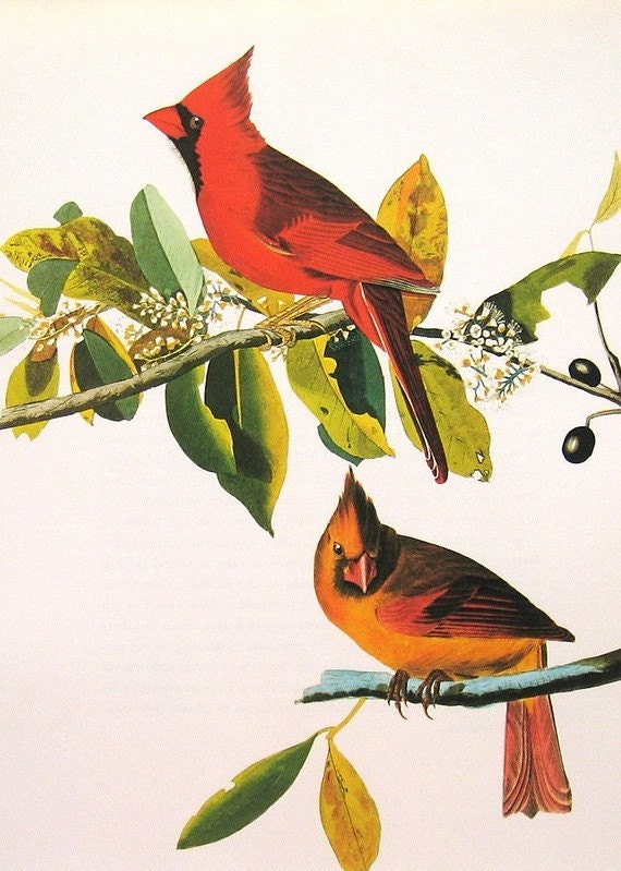 audubon birds