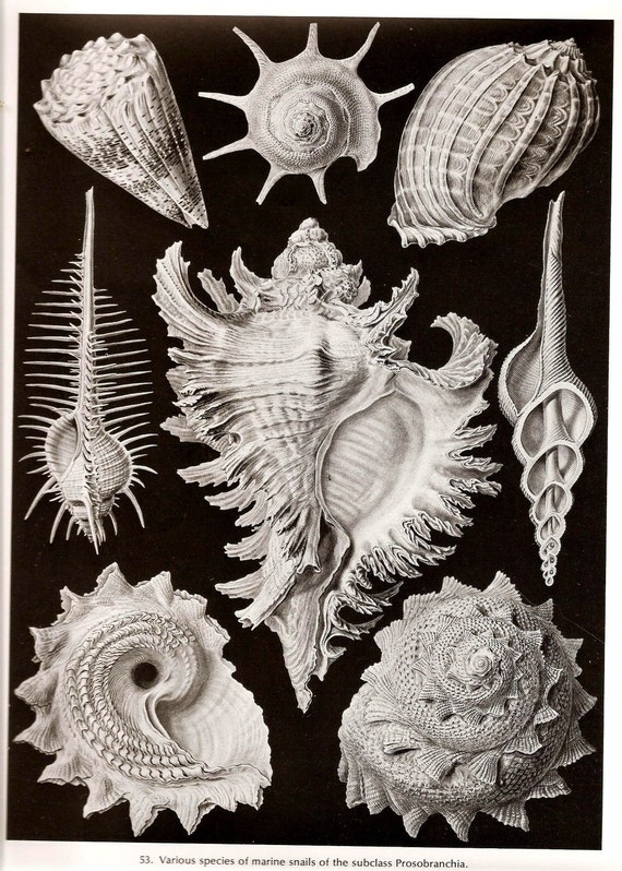Ernst Haeckel SHELLS OCTOPUS 1974 Art by NaturalistCollection