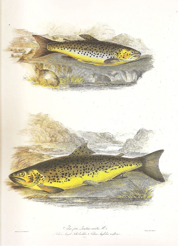 Vintage FISH PRINT Brown Trout 1990 Art Print Original Book