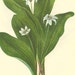 Botanical Print Vintage 1968 Bookplate PLATE 49 and 50 Color Print Wild Flowers of America Queen Cup Brides Bonnet