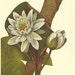 Vintage 1968 Color WATER LILY Print Wild Flowers of America Book PLATE 105 106 Water Lily and Naiad Spring Beauty