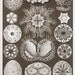 Vintage Print 1974 Ernst Haeckel CRAB CRAYFISH Art Book PLATE 85 and 86 Crabs and Crayfishes and Sea Squirts