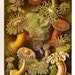 Ernst Haeckel CORALS Art Print 2010 Original Book PLATE 49 50 Beautiful Corals Seeanemonen and Thuroidea Gurkensterne in Black and White