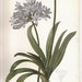 REDOUTE Vintage 1990 FLOWERS Color Art Print Frameable Botanical Original Book Plate 40 Beautiful Blue Flowers Agapanthus