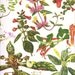 Vintage 1970 Color Art Print Wild Flowers Original Book PLATE 186 Beautiful Orange Red Yellow Purple Flowers Blooming Plants