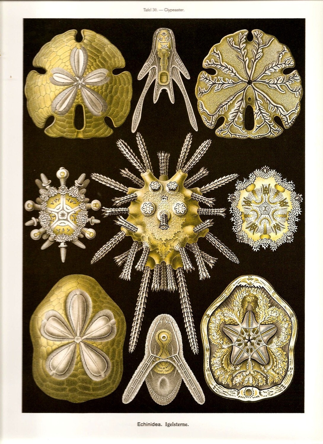 Ernst Haeckel 2010 Sea SHELLS CORALS Gorgeous Art Print