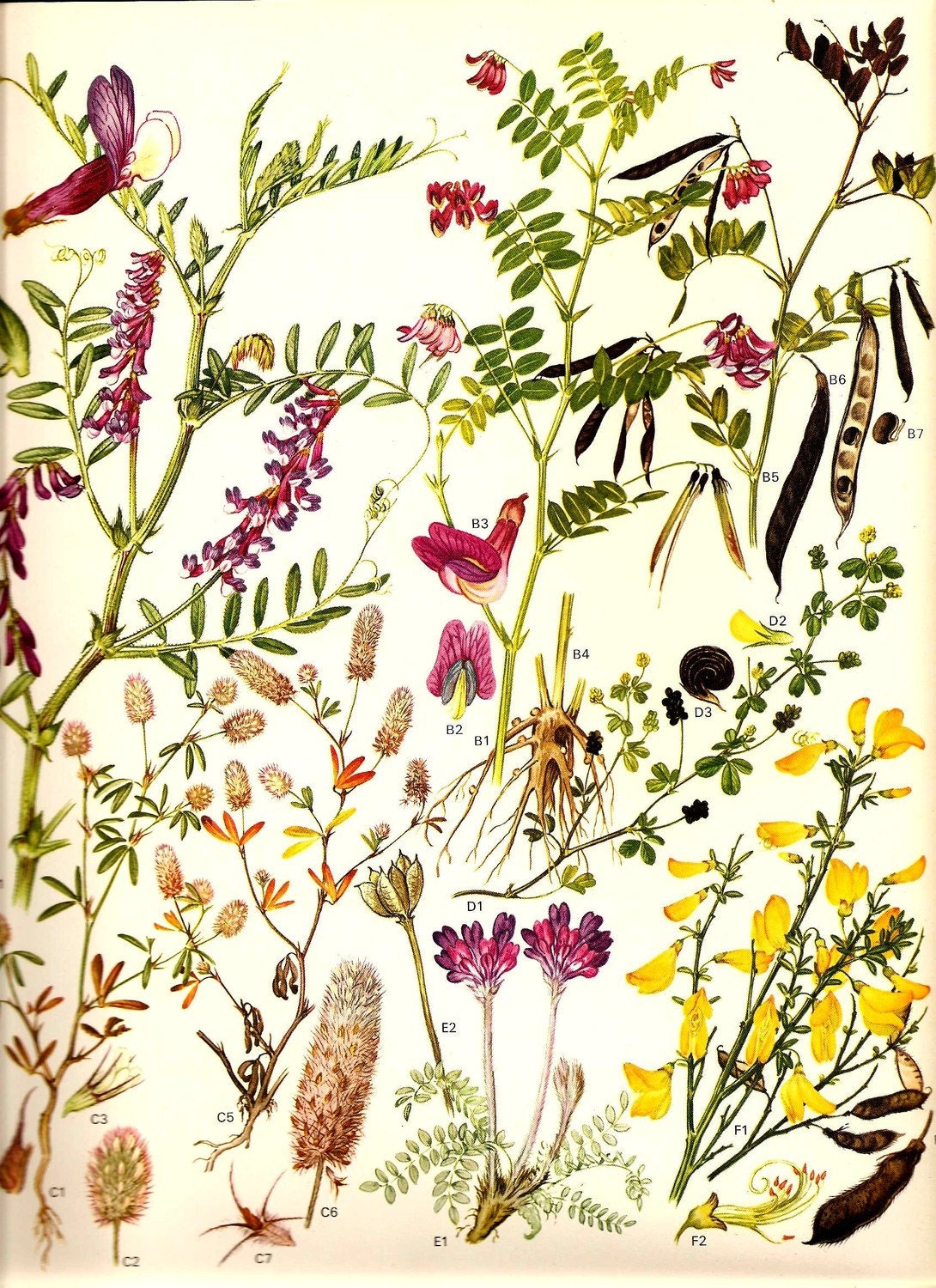 Vintage 1970 Color Art Print Wild Flowers Book PLATE 10 Black