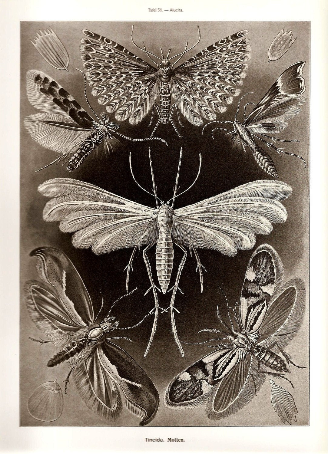 Ernst Haeckel Butterfly Crab Art Print 2010 Collectable Book