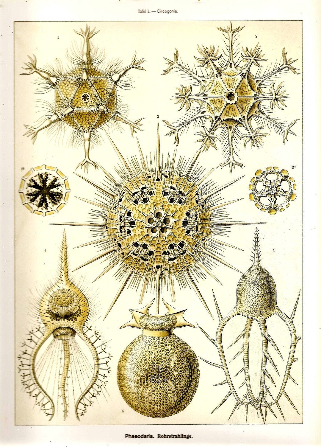 Ernst Haeckel Art Print Beautiful Book PLATE 1 and 2 - 1079 x 1500 jpeg 556kB