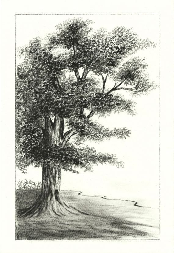 Oak Tree Charcoal Drawing 