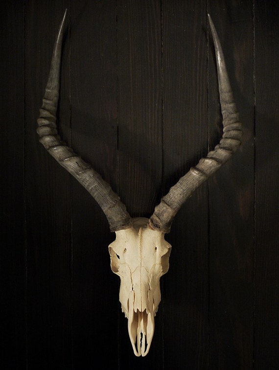 Impala Skull w/ Horns