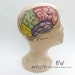 Brain Lobes Diagram Model Head Mannequin Art Display Wig Hat