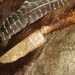 Honey colored 12 inch flint knife with etched turtle on handle