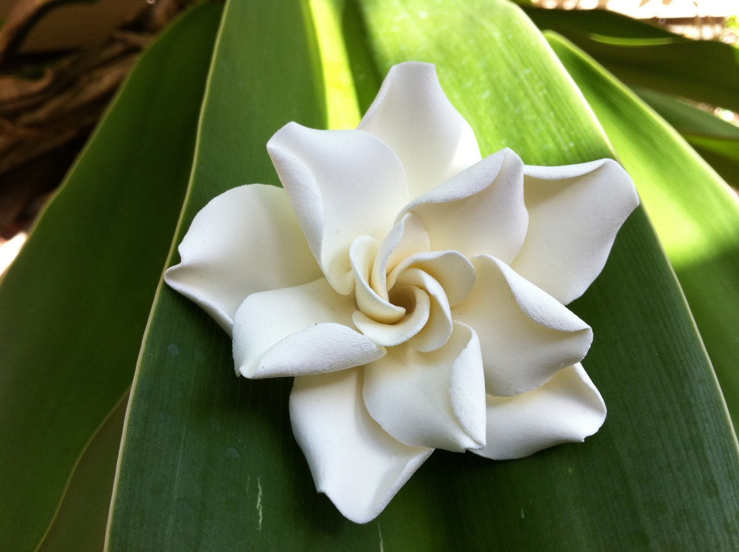 Hawaiian Gardenia Loose Flower No Stem in White For BLANCHEB