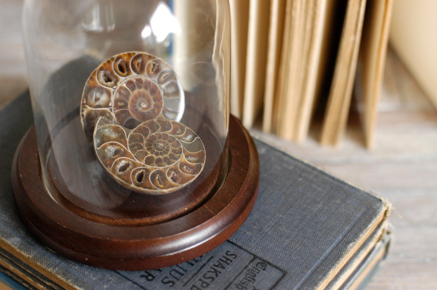 Glass Dome with Ammonite Fossil