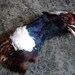 Real Ringneck Pheasant Head - Naturally Dried