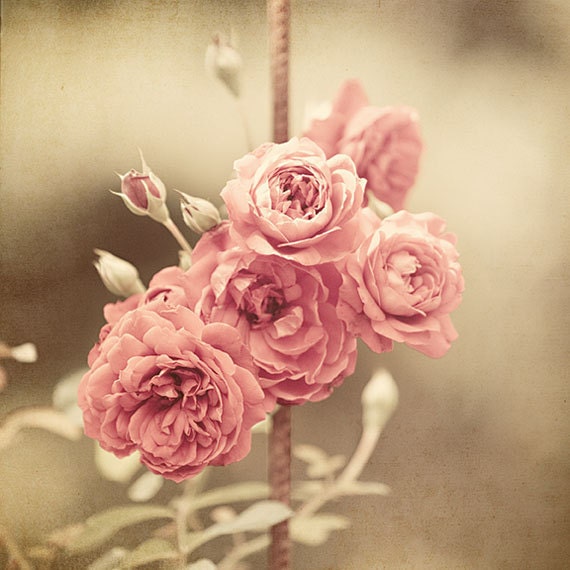 Pastel Pink Decor Shabby Chic Decor Pink by LisaRussoFineArt