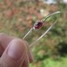 SALE - GARNET bangle bracelet