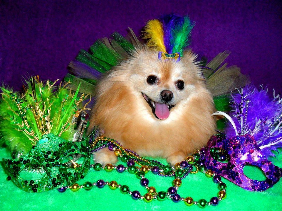 Mardi gras dog tutu custom made up to a 12 inch waist