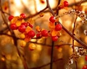 Bittersweet Vine Photography berries,Gifts under 25,bokeh,autumn,fall,orange,rustic decor,copper,gold