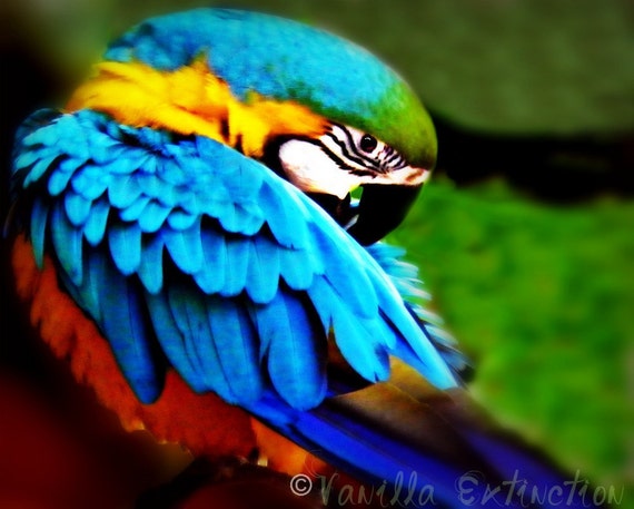 Items similar to Macaw Parrot Photography Gifts under 25,Blue gold,blue