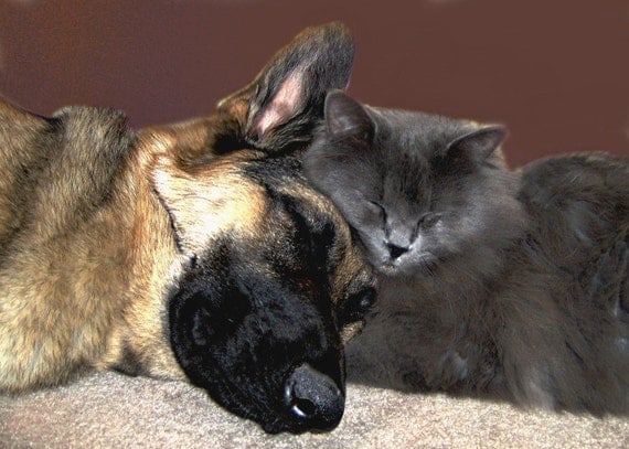 Dog Cat Photography German Shepherd,Gifts under 25,friend,buddy,cuddle,gray,kitten,sleeping dog and cat,adorable pair,cat snuggling with dog
