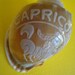 Sea Shell Zodiac Capricorn Carved Bonnet Shell 3.5" India