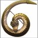 Vintage Designer Signed Aztec Rattle Snake Brooch Serpent Figural Collectible Serpentine Antique hat Pin 1950s dress 1960s dress