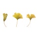 Ginkgo Leaves- Watercolor Painting